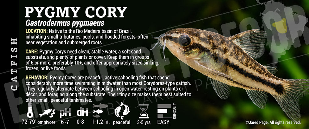 Gastrodermus pygmaeus 'Pygmy Cory' Fish label