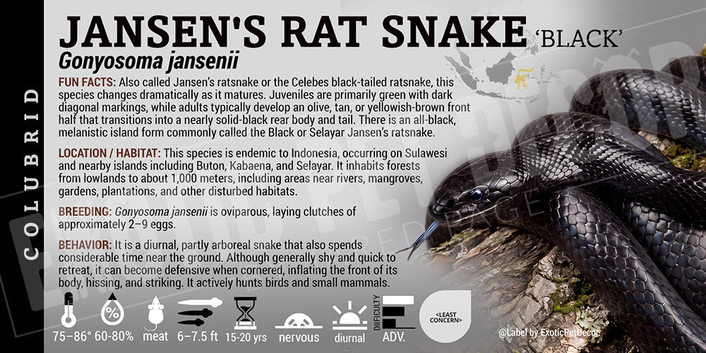 Gonyosoma jansenii 'Jansen's Rat Snake' label