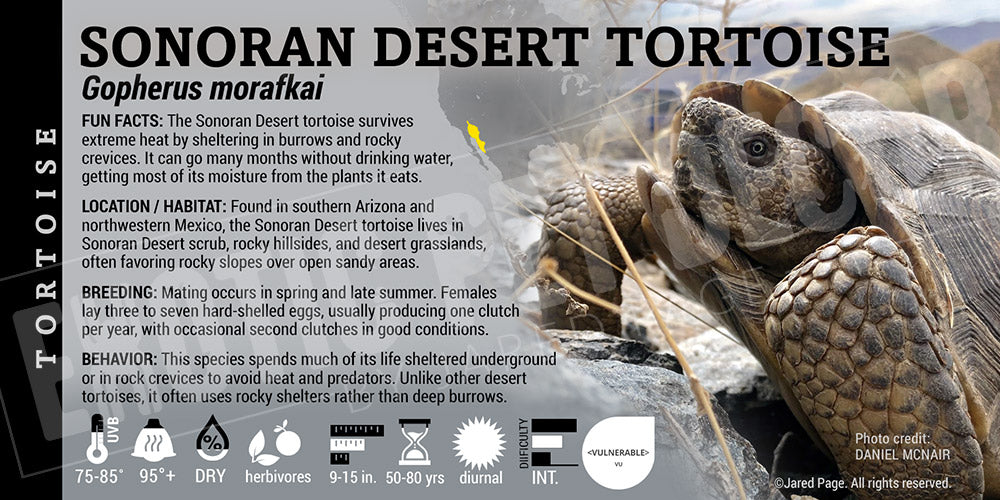 Gopherus morafkai 'Sonoran Desert' Tortoise label