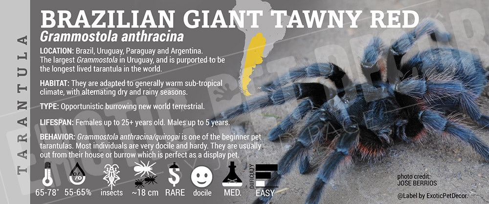 Grammostola anthracina 'Brazilian Giant Tawny Red' Tarantula