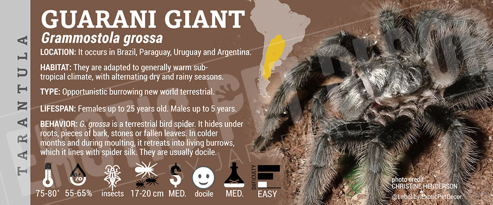 Grammostola grossa 'Guarani Giant' Tarantula label