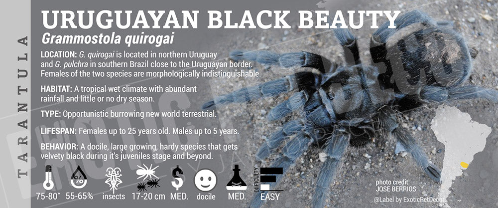 Grammostola quirogai 'Uruguayan Black Beauty' Tarantula label