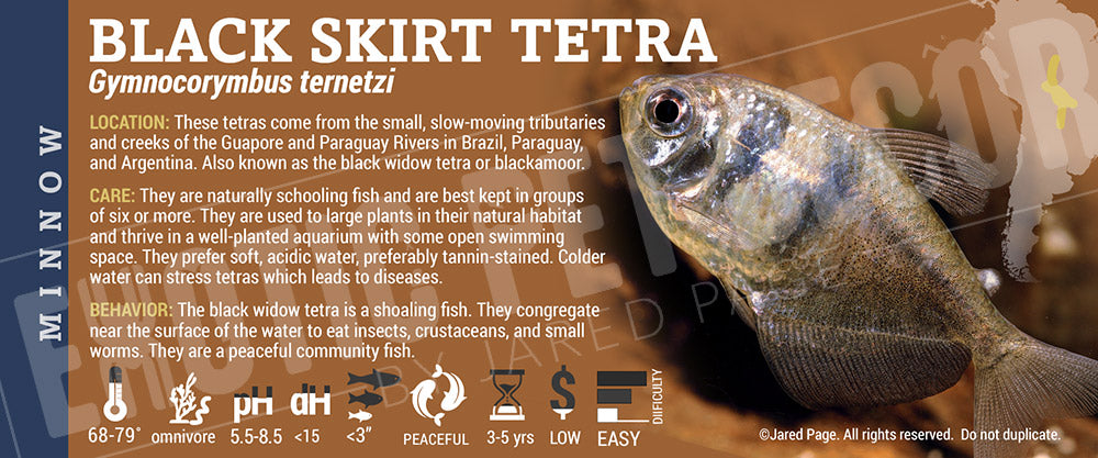 Gymnocorymbus ternetzi 'Black Skirt Tetra' Fish