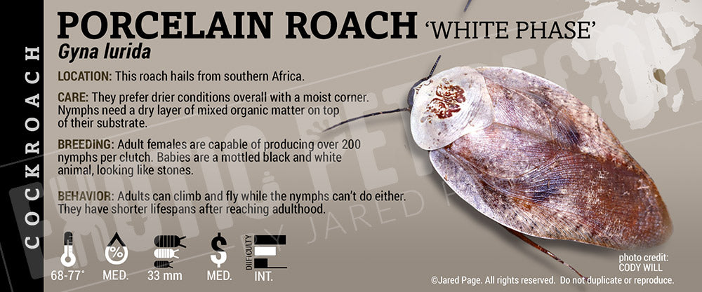 Gyna lurida 'Porcelain' Roach