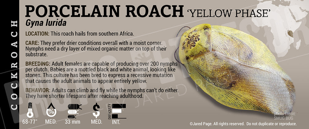 Gyna lurida 'Porcelain' Roach
