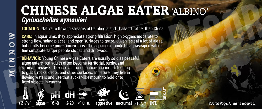Gyrinocheilus aymonieri 'Chinese Algae Eater' Fish label