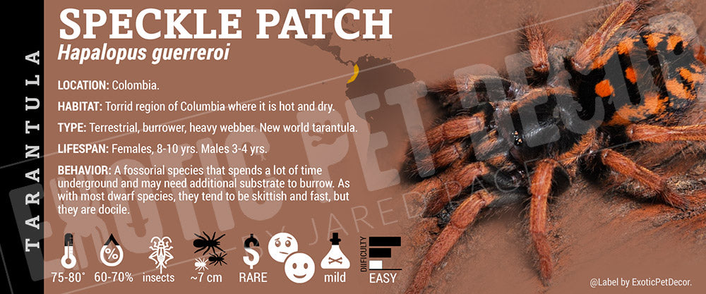 Hapalopus guerreroi 'Speckle Patch Guerilla' Tarantula