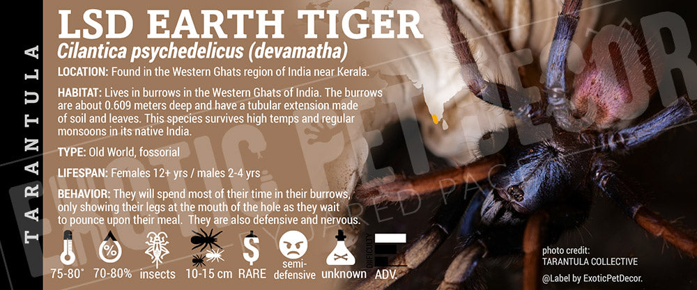 Cilantica psychedelicus (devamatha) 'LSD Earth Tiger' Tarantula label