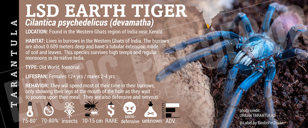 Cilantica psychedelicus (devamatha) 'LSD Earth Tiger' Tarantula label
