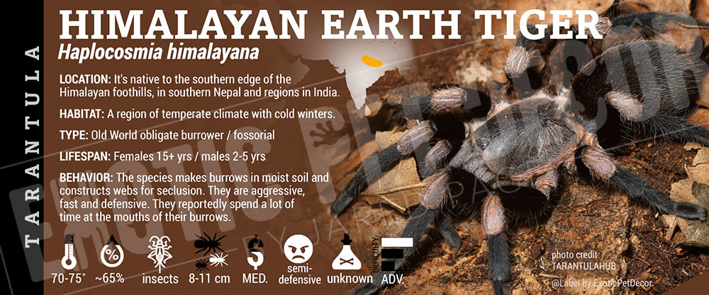 Haplocosmia himalayana 'Himalayan Banded Earth Tiger' Tarantula label