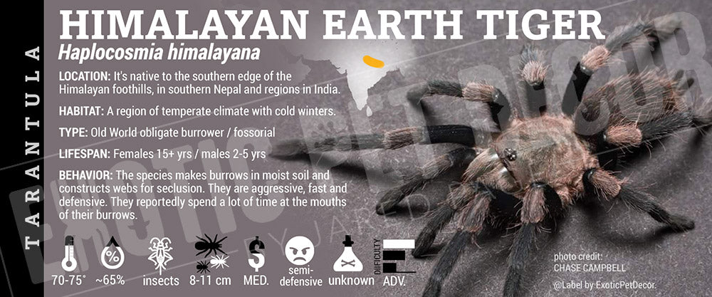Haplocosmia himalayana 'Himalayan Banded Earth Tiger' Tarantula label