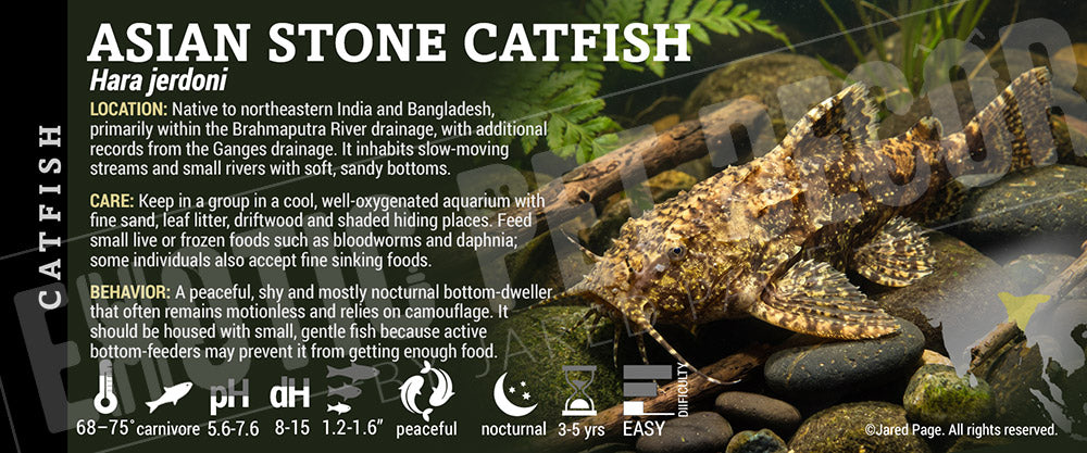 Hara jerdoni 'Asian Stone Catfish' Fish label