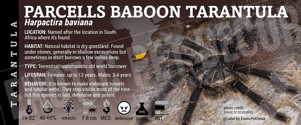 Harpactira baviana 'Parcells Baboon' Tarantula label