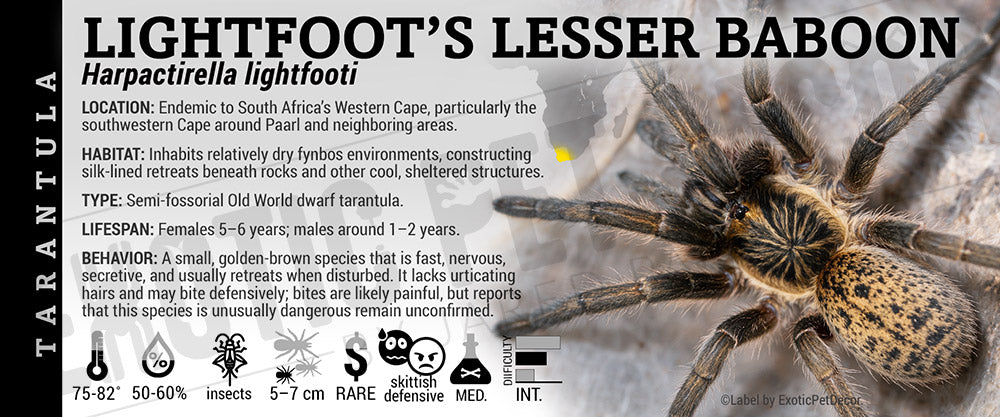 Harpactirella lightfooti 'Lightfoot's Lesser Baboon' Tarantula label