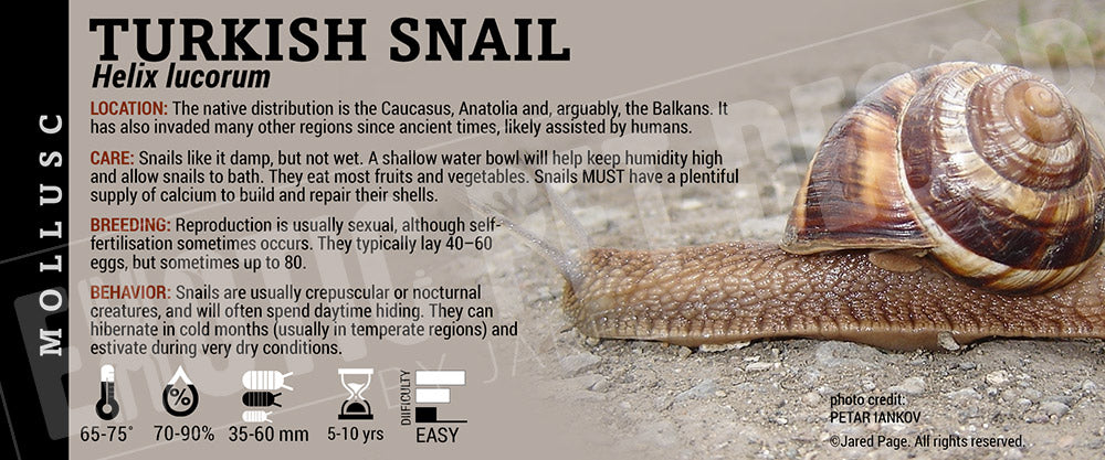 Helix lucorum 'Turkish' Snail label