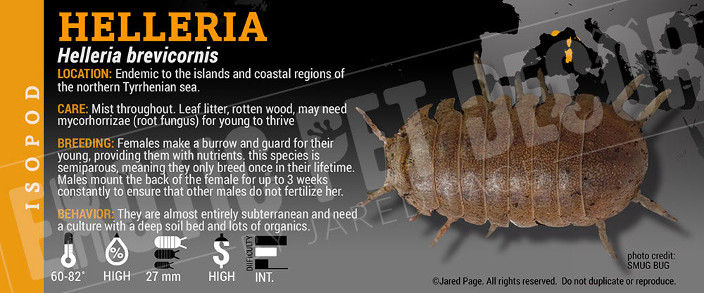 Helleria brevicornis isopod label