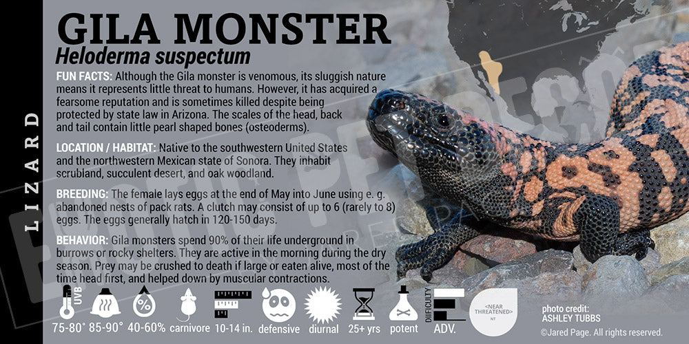 Heloderma suspectum 'Gila Monster' Lizard