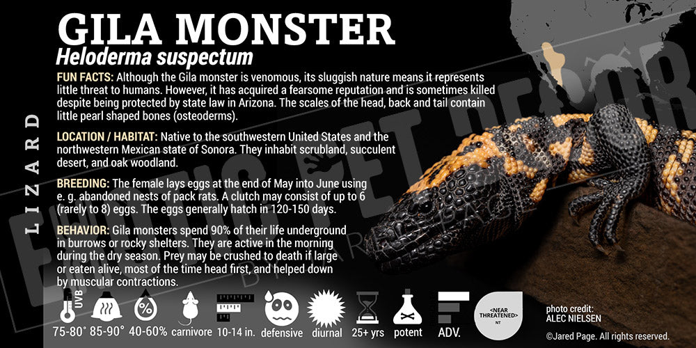 gila monsters as pets Heloderma suspectum 'Gila Monster' Lizard Cards and Enclosure Labels – Exotic Pet Decor