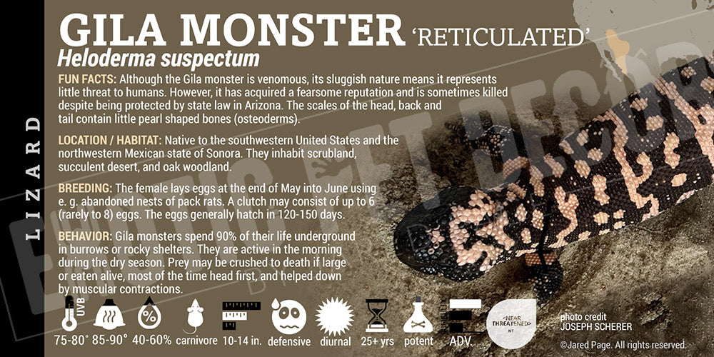 Heloderma suspectum 'Gila Monster' Lizard