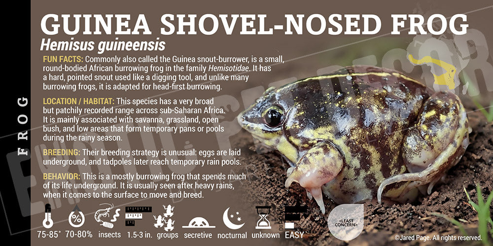Hemisus guineensis 'Guinea Shovel-nosed' Frog label