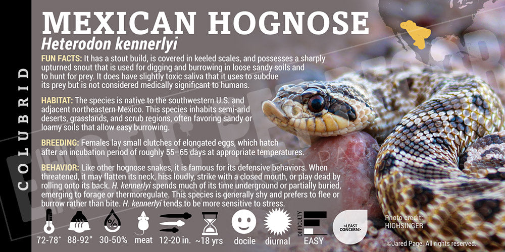 Heterodon kennerlyi 'Mexican Hognose' Snake label