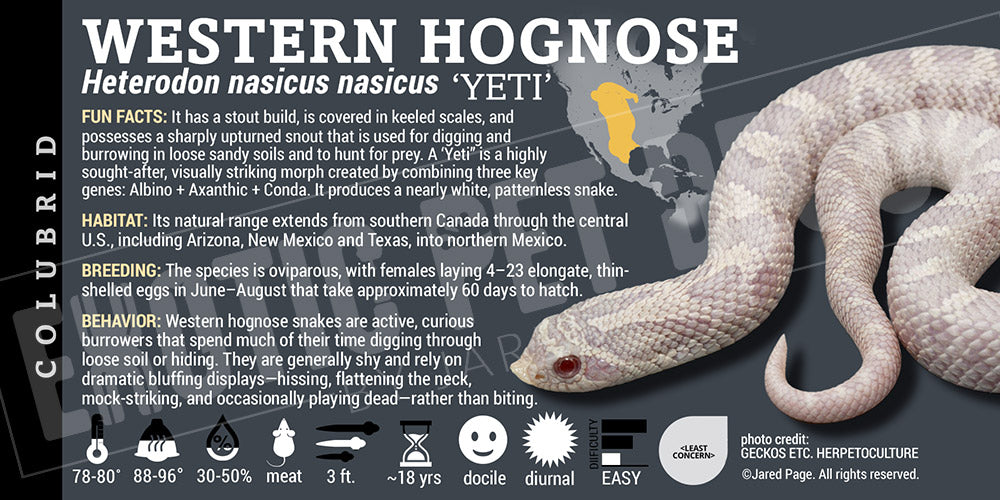 Heterodon nasicus nasicus 'Western Hognose' Snake