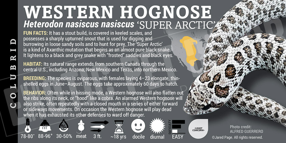 Heterodon nasiscus nasiscus 'Western Hognose' Snake