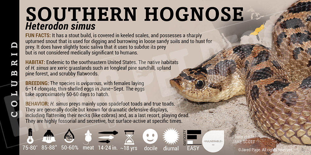 Heterodon simus 'Southern Hognose' Snake label