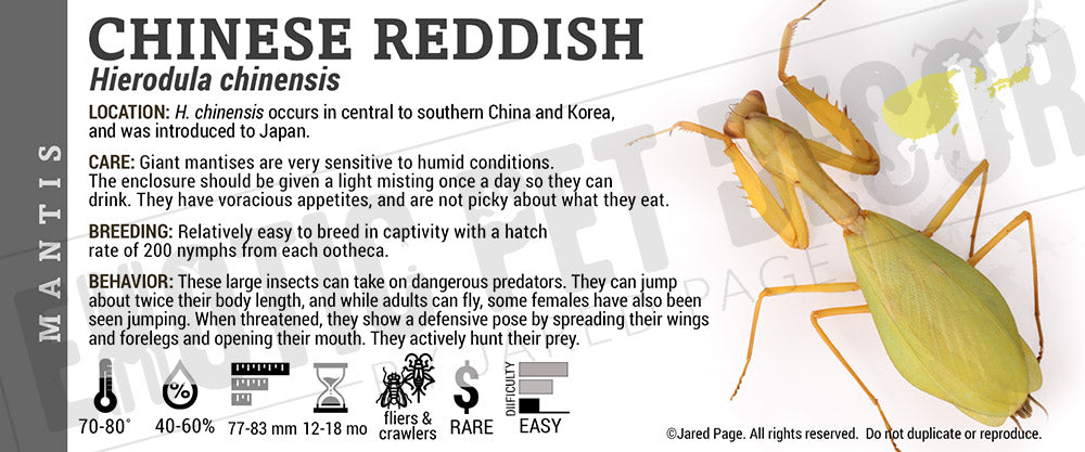Hierodula chinensis 'Chinese Reddish' Mantis