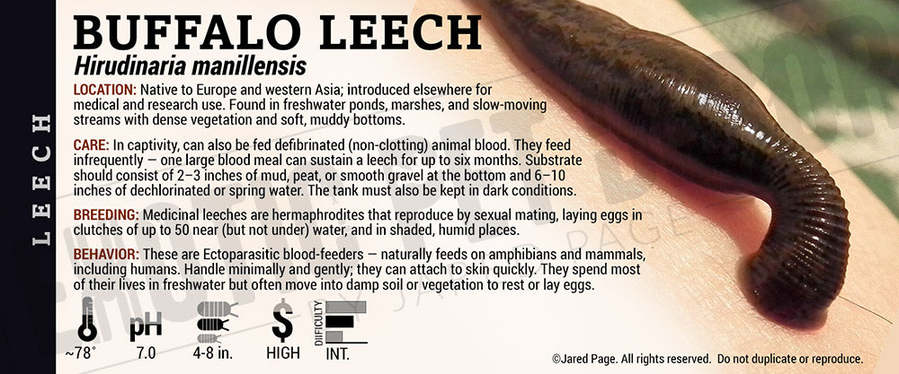 Hirudinaria manillensis 'Buffalo Leech' label