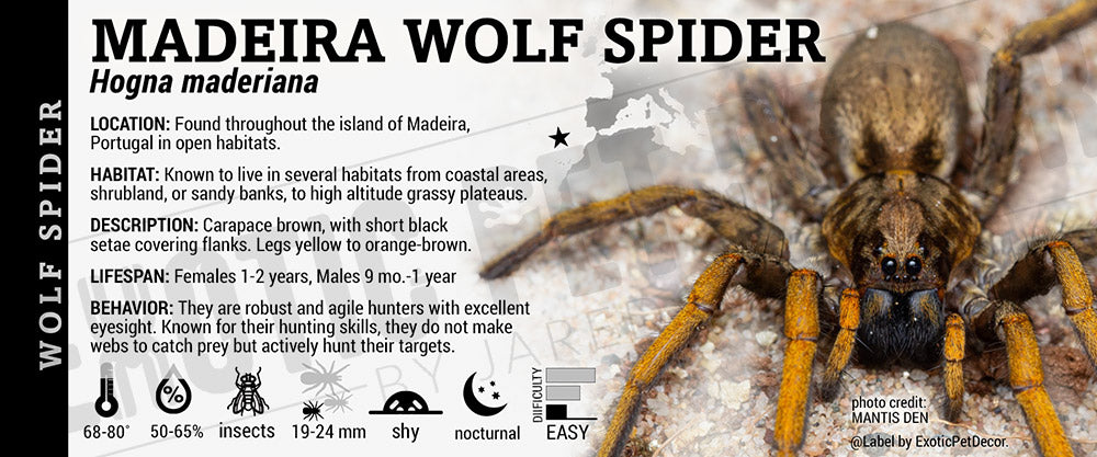 Hogna maderiana 'Madeira Wolf Spider' label