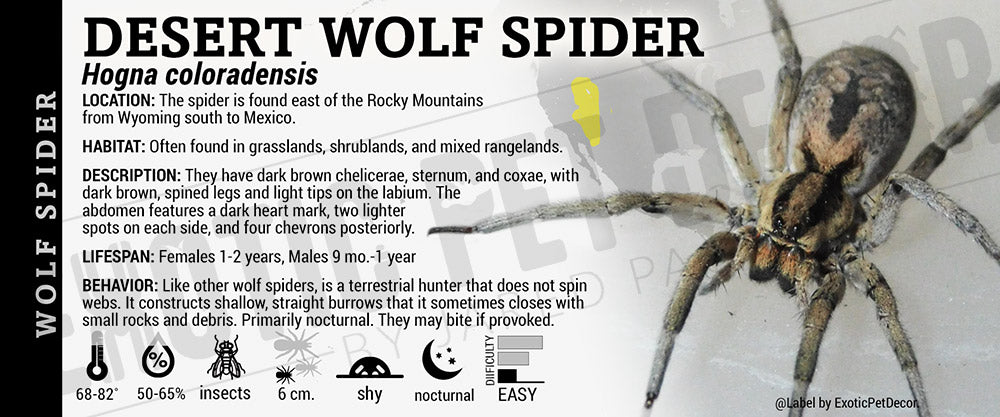 Hogna coloradensis 'Desert Wolf Spider' label