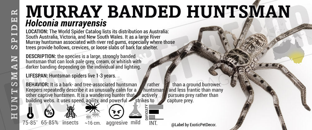 Holconia murrayensis 'Murray Banded Huntsman' Spider label