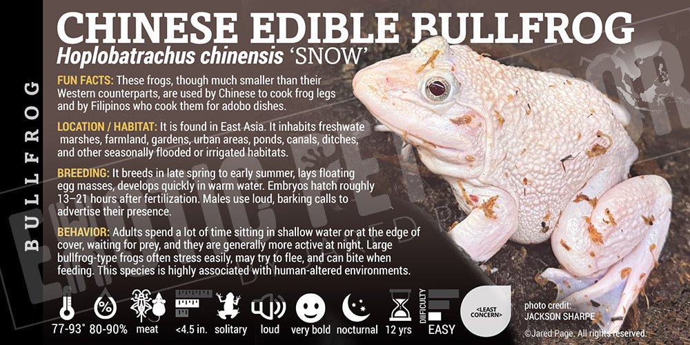 Hoplobatrachus chinensis 'Chinese Edible Bullfrog' label
