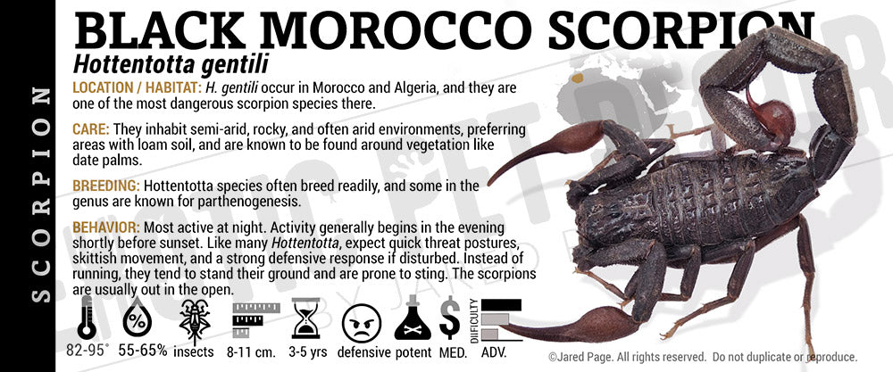 Hottentotta gentili 'Black Morocco Scorpion' label