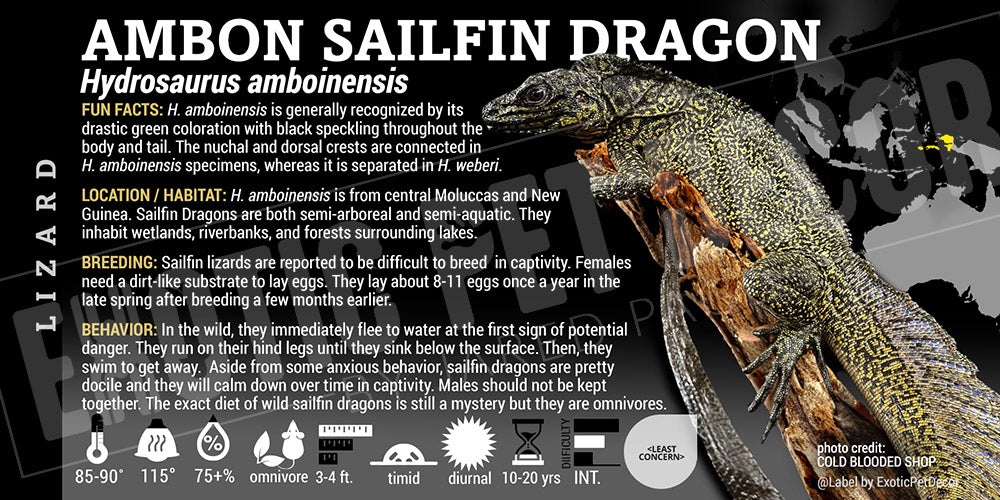 Hydrosaurus amboinensis 'Ambon Sailfin Dragon' Lizard