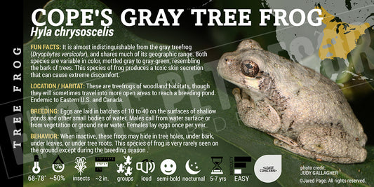 Hyla chrysoscelis 'Copes Gray Treefrog'