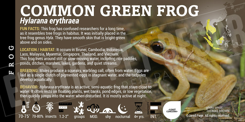 Hylarana erythraea 'Common Green' Frog label