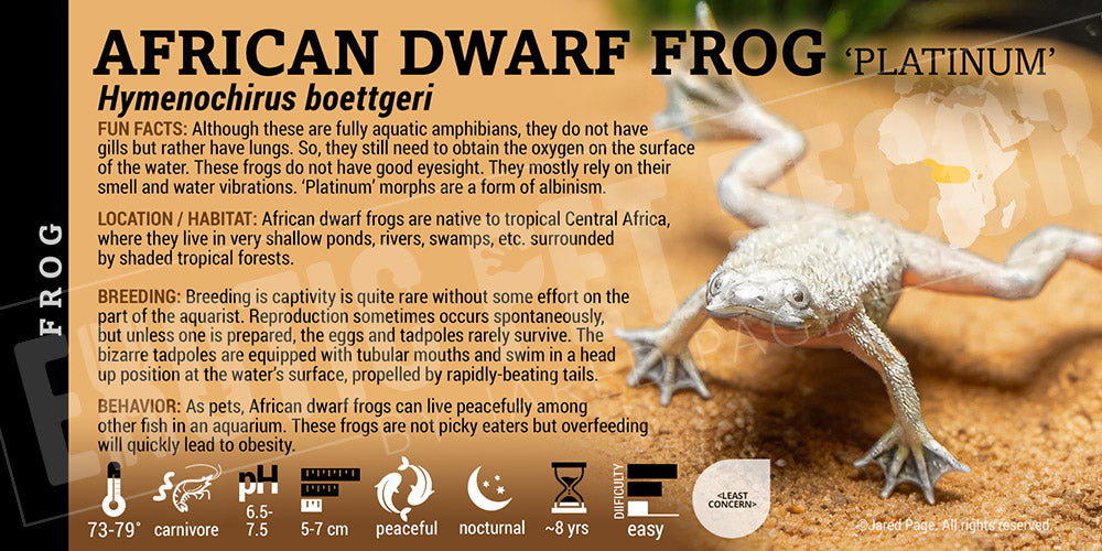 Hymenochirus 'African Dwarf' Frog