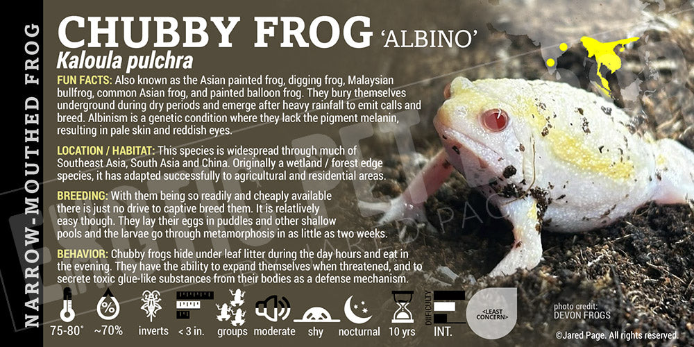 Kaloula pulchra 'Chubby Frog'
