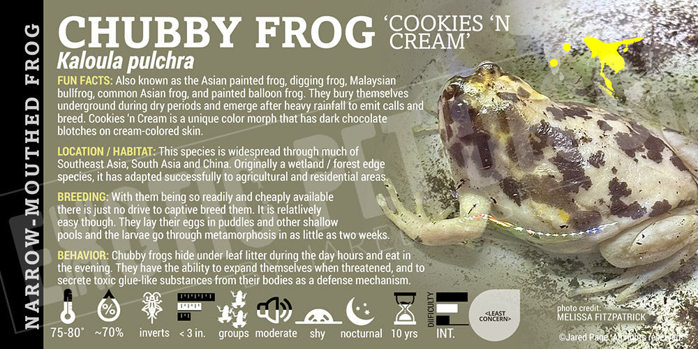 Kaloula pulchra 'Chubby Frog'