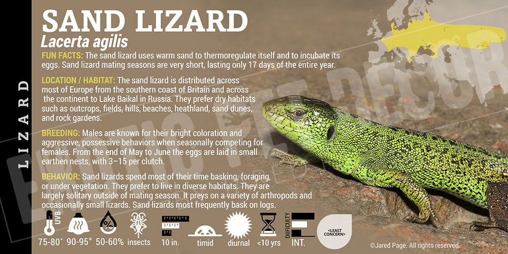 Lacerta agilis 'Sand Lizard' label