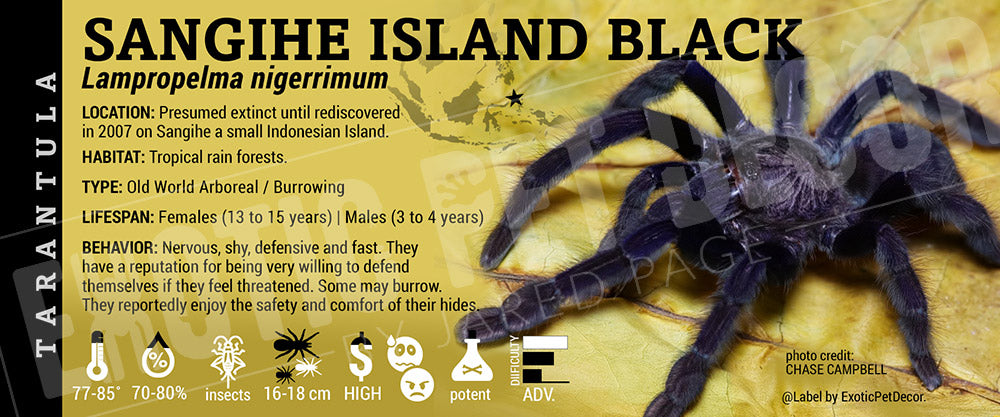Lampropelma nigerrimum 'Sangihe Island Black' Tarantula label
