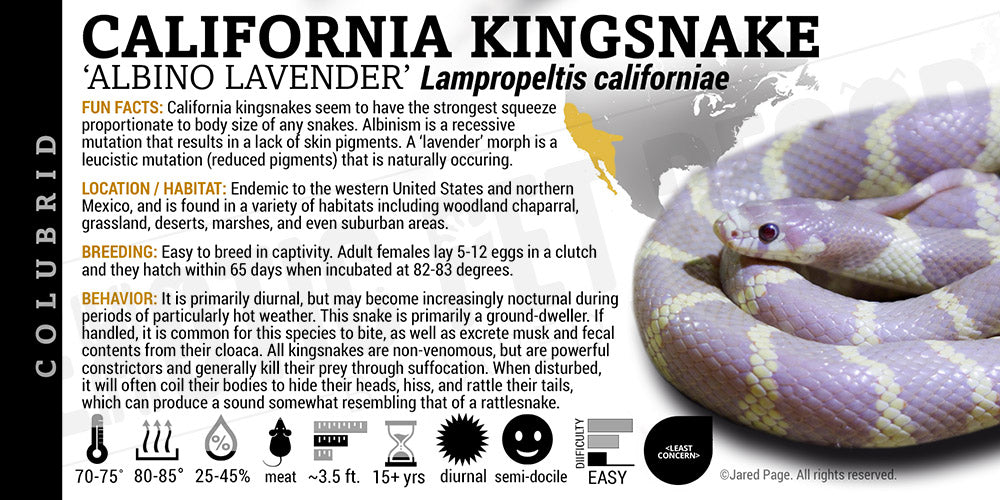 Lampropeltis californiae 'California Kingsnake'
