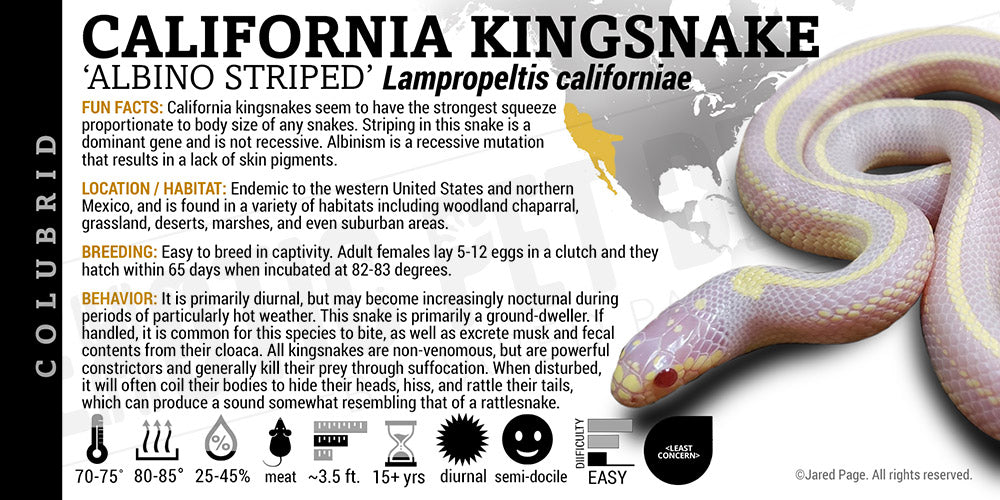 Lampropeltis californiae 'California Kingsnake'