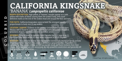 Lampropeltis californiae 'California Kingsnake'