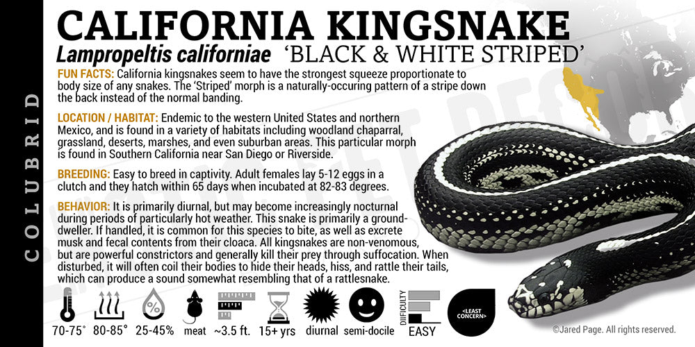Lampropeltis californiae 'California Kingsnake'