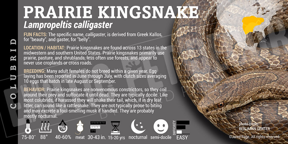 Lampropeltis calligaster 'Prairie Kingsnake' label