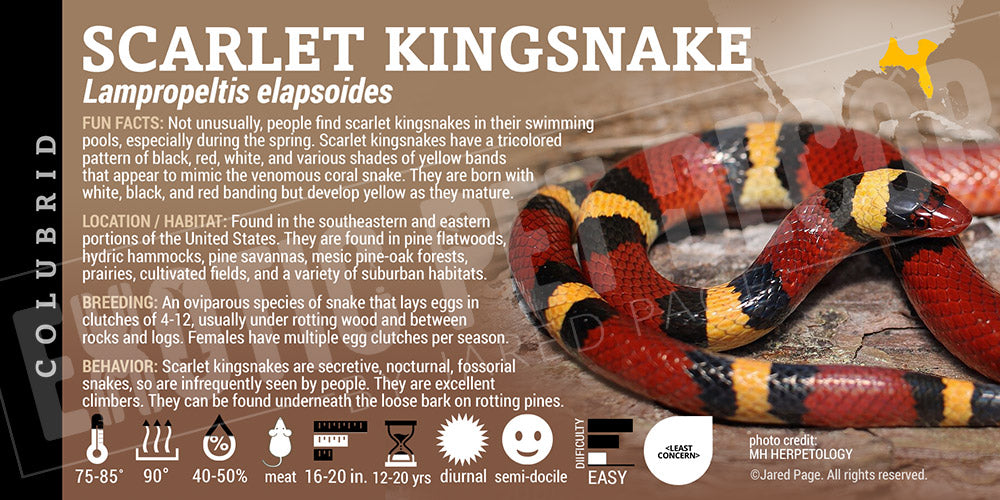 Lampropeltis elapsoides 'Scarlet Kingsnake'