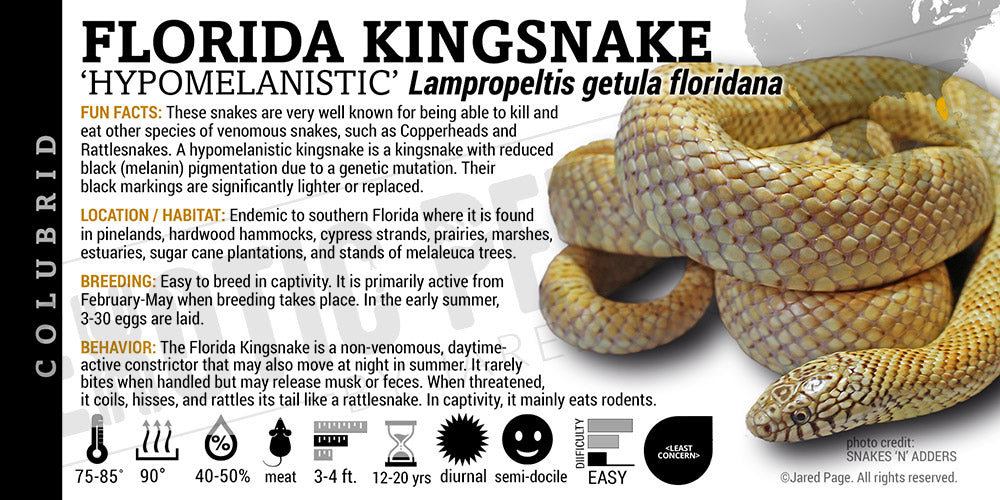 Lampropeltis getula floridana 'Florida Kingsnake'
